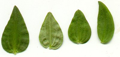 Houstonia_purpurea_leaves.jpg