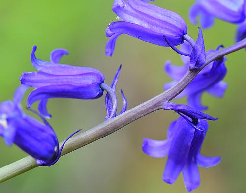 Hyacinthoides_non-scripta_flowers0.jpg
