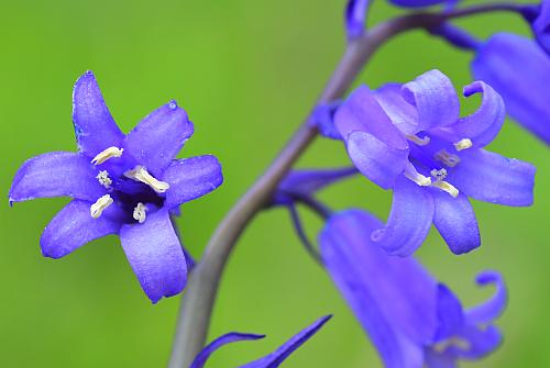 Hyacinthoides_non-scripta_flowers1.jpg