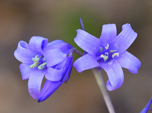 Hyacinthoides_non-scripta_flowers2.jpg