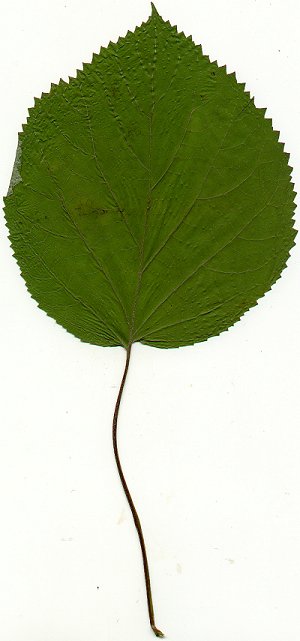 Hydrangea_arborescens_pressed_leaf.jpg