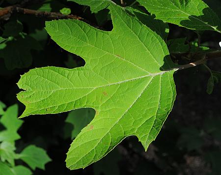 Hydrangea_quercifolia_leaf1.jpg