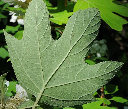 Hydrangea_quercifolia_leaf2.jpg