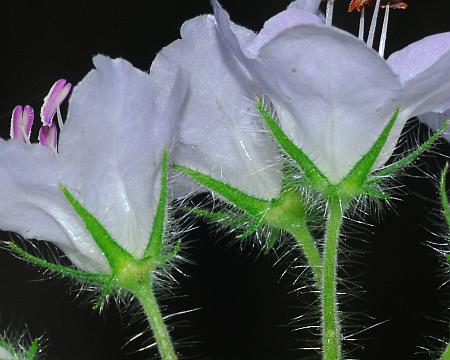 Hydrophyllum_appendiculatum_calyx.jpg
