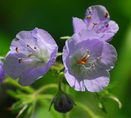 Hydrophyllum_appendiculatum_flower3.jpg