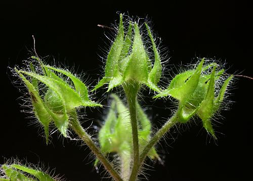 Hydrophyllum_appendiculatum_fruits1.jpg