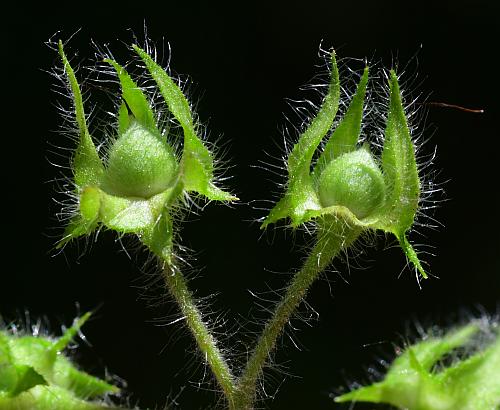 Hydrophyllum_appendiculatum_fruits2.jpg