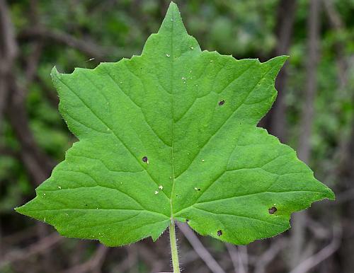 Hydrophyllum_appendiculatum_leaf1.jpg