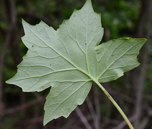 Hydrophyllum_appendiculatum_leaf2.jpg