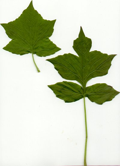 Hydrophyllum_appendiculatum_leaves.jpg