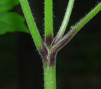 Hydrophyllum_appendiculatum_stem.jpg