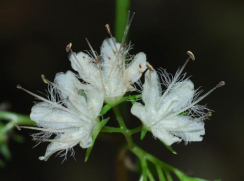 Hydrophyllum_canadense_flower2.jpg