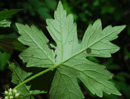 Hydrophyllum_canadense_leaf.jpg