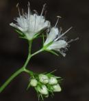 Hydrophyllum canadense thumbnail