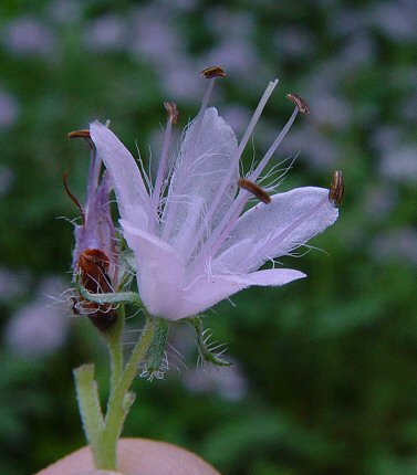 Hydrophyllum_virginianum_flower.jpg