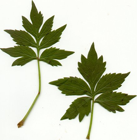 Hydrophyllum_virginianum_leaves.jpg
