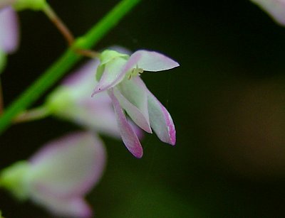 Hylodesmum_glutinosum_flower.jpg
