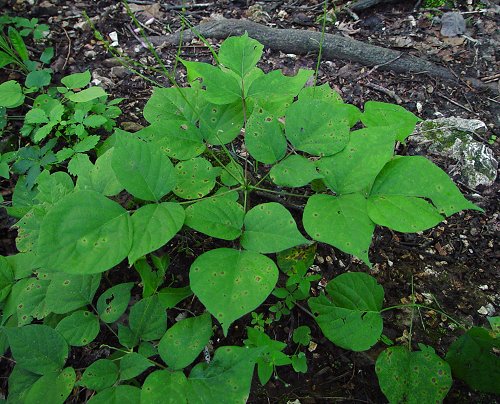 Hylodesmum_glutinosum_leaves.jpg