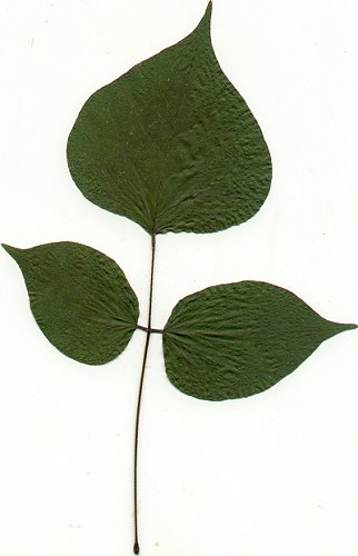 Hylodesmum_glutinosum_pressed_leaf.jpg