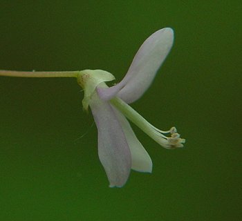 Hylodesmum_nudiflorum_flower.jpg