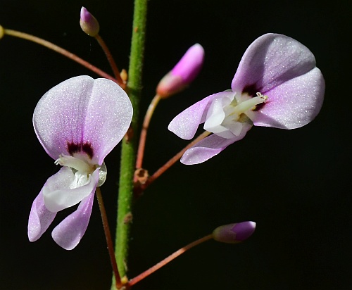 Hylodesmum_nudiflorum_flower3.jpg