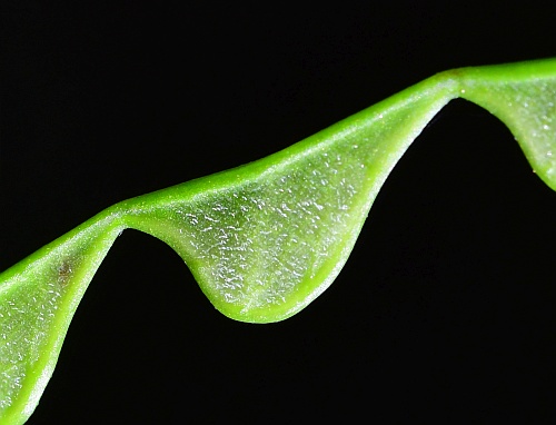 Hylodesmum_nudiflorum_fruit1.jpg