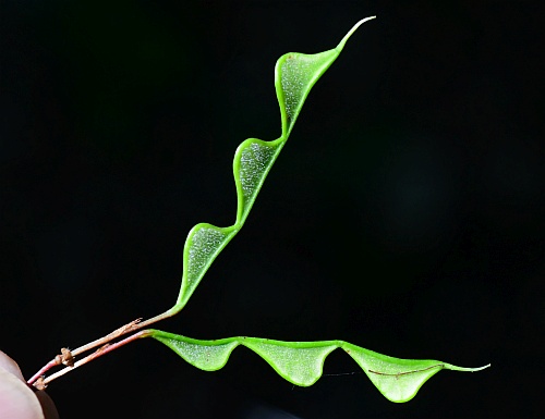 Hylodesmum_nudiflorum_fruits1.jpg