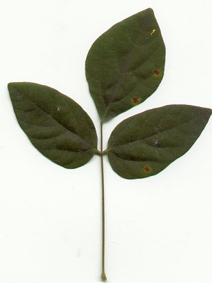 Hylodesmum_nudiflorum_leaf.jpg