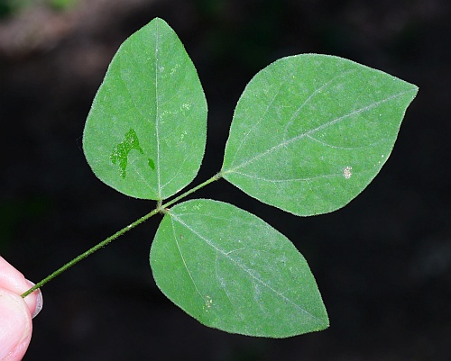 Hylodesmum_nudiflorum_leaf1.jpg