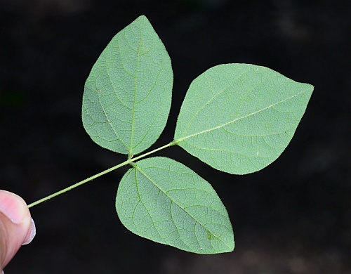 Hylodesmum_nudiflorum_leaf2.jpg