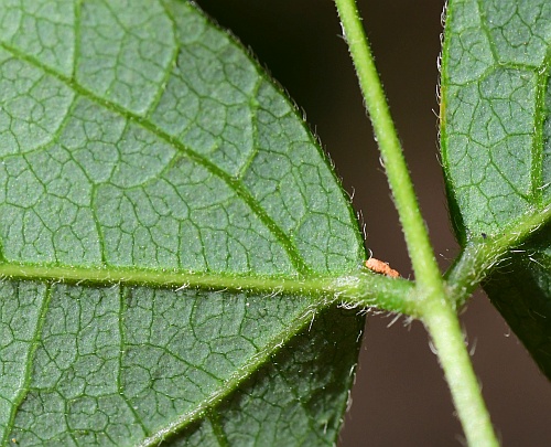 Hylodesmum_nudiflorum_leaf2a.jpg