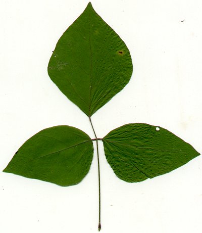 Hylodesmum_pauciflorum_pressed_leaf.jpg