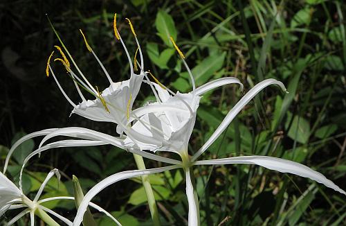 Hymenocallis_caroliniana_flowers2.jpg