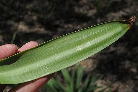 Hymenocallis_caroliniana_leaf1.jpg