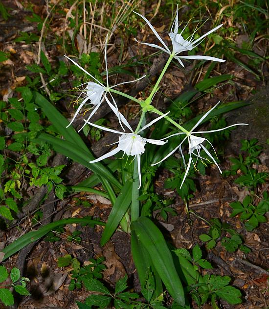 Hymenocallis_caroliniana_plant.jpg