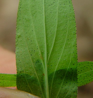 Hypericum_punctatum_abaxial_leaf.jpg