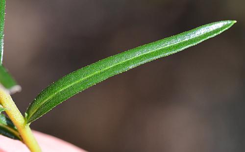Ionactis_linariifolia_leaf1.jpg