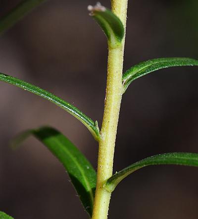 Ionactis_linariifolia_stem.jpg