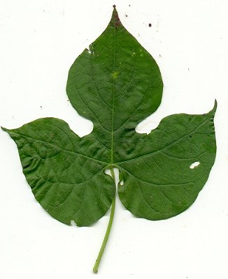 Ipomoea_hederacea_leaf1.jpg