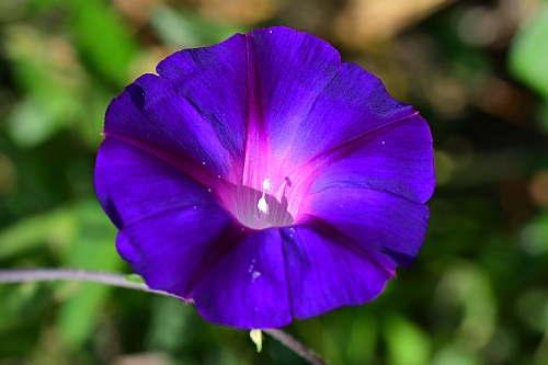 Ipomoea_purpurea_corolla.jpg