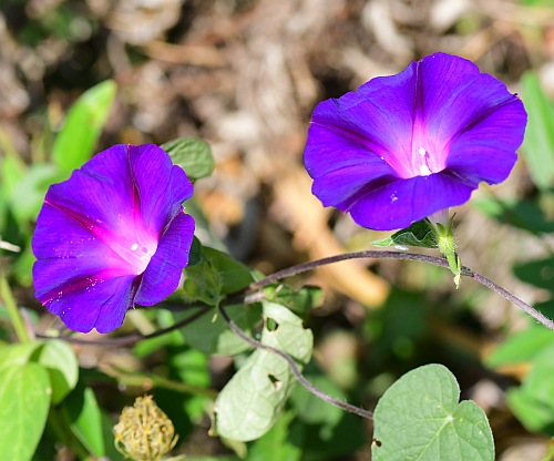 Ipomoea_purpurea_flowers.jpg