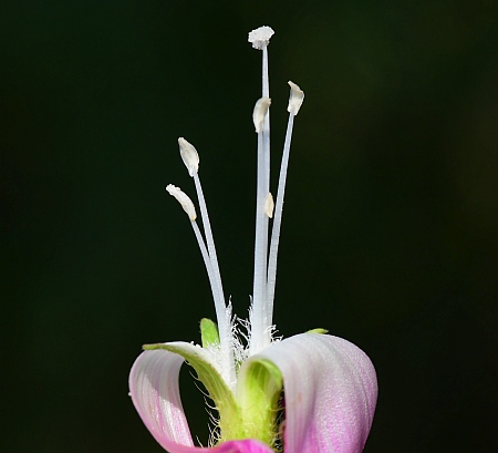 Ipomoea_purpurea_functional.jpg