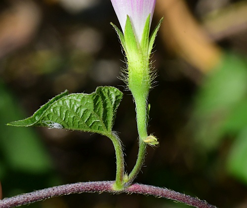 Ipomoea_purpurea_inflorescence.jpg