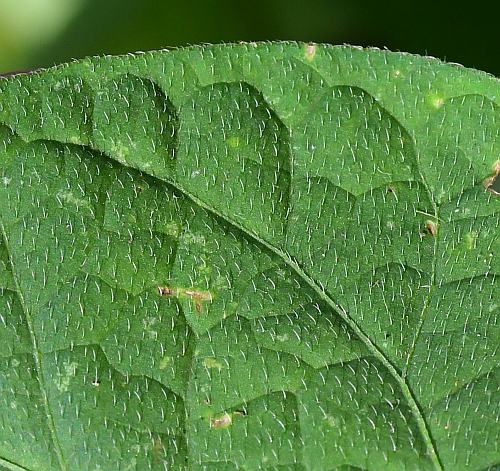 Ipomoea_purpurea_leaf1a.jpg