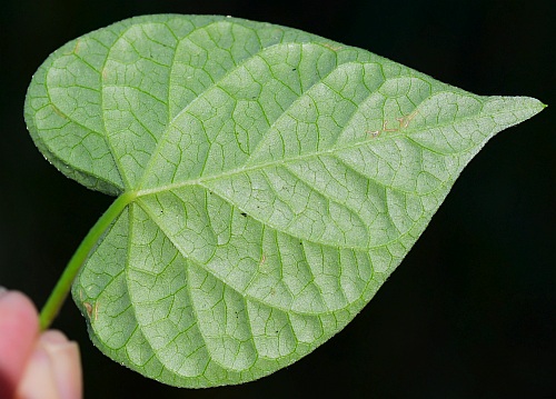 Ipomoea_purpurea_leaf2.jpg