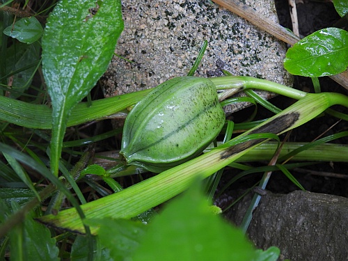 Iris_brevicaulis_fruit.jpg