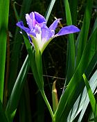 Iris brevicaulis thumbnail