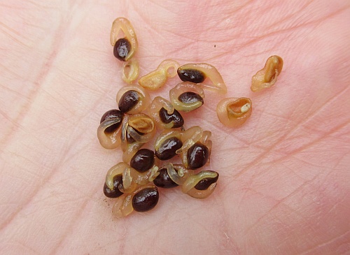 Iris_cristata_seeds.jpg