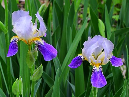 Iris_germanica_flowers.jpg