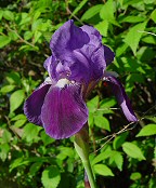 Iris germanica thumbnail